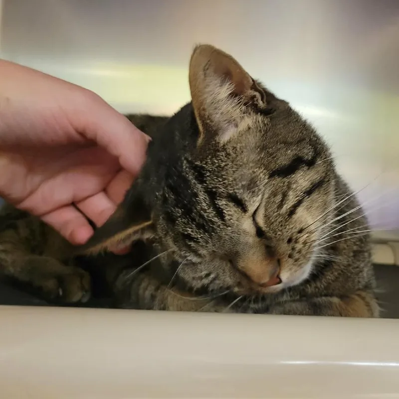 Frodo Baggins thumbnail 4