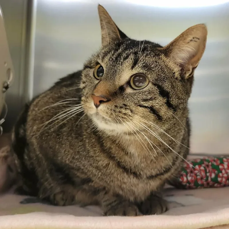 Frodo Baggins thumbnail 5