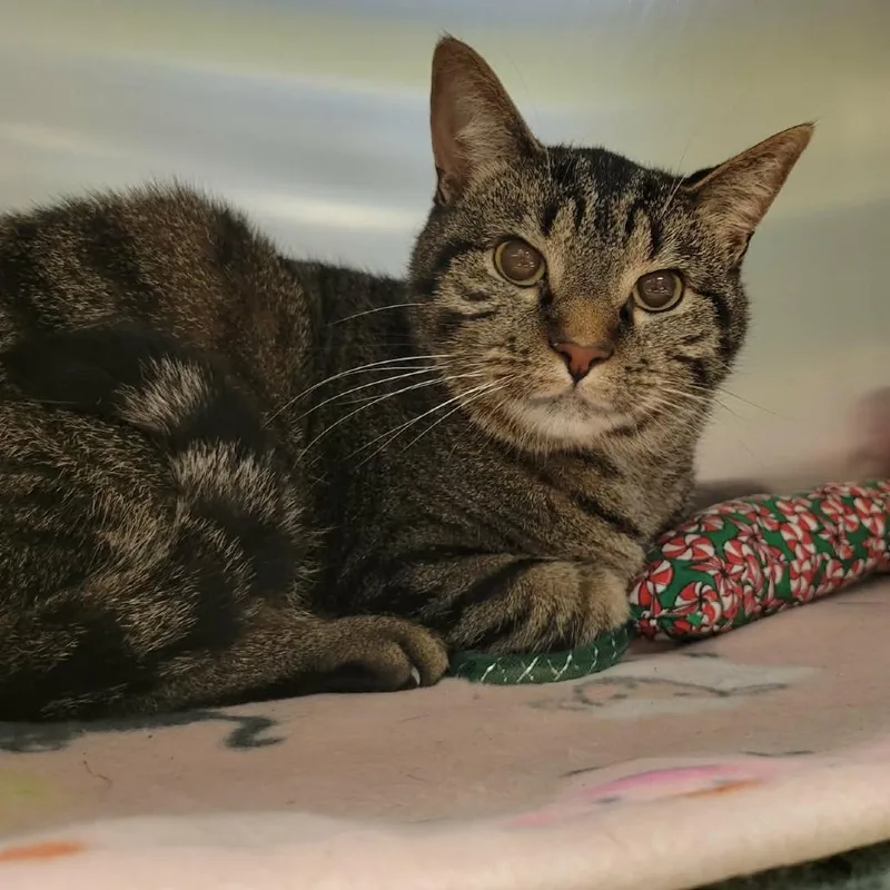 Frodo Baggins thumbnail 6