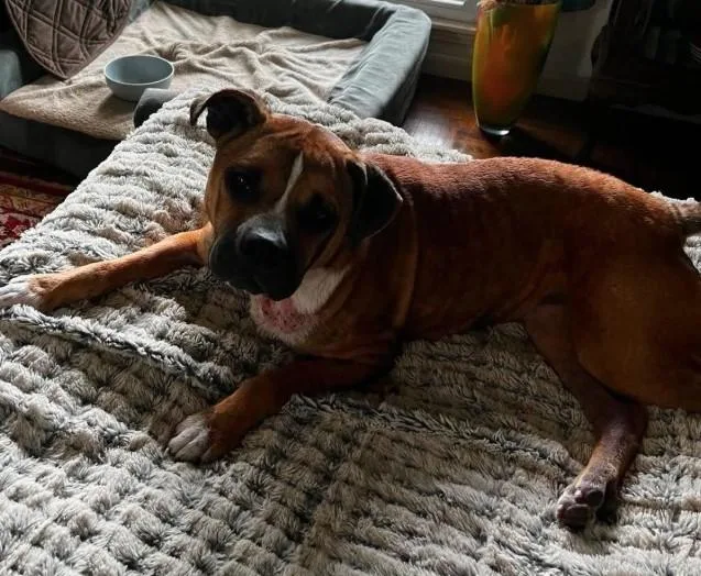 An adult medium-sized female Brown / Chocolate Boxer dog named Honey B for adoption in Sheboygan, WI