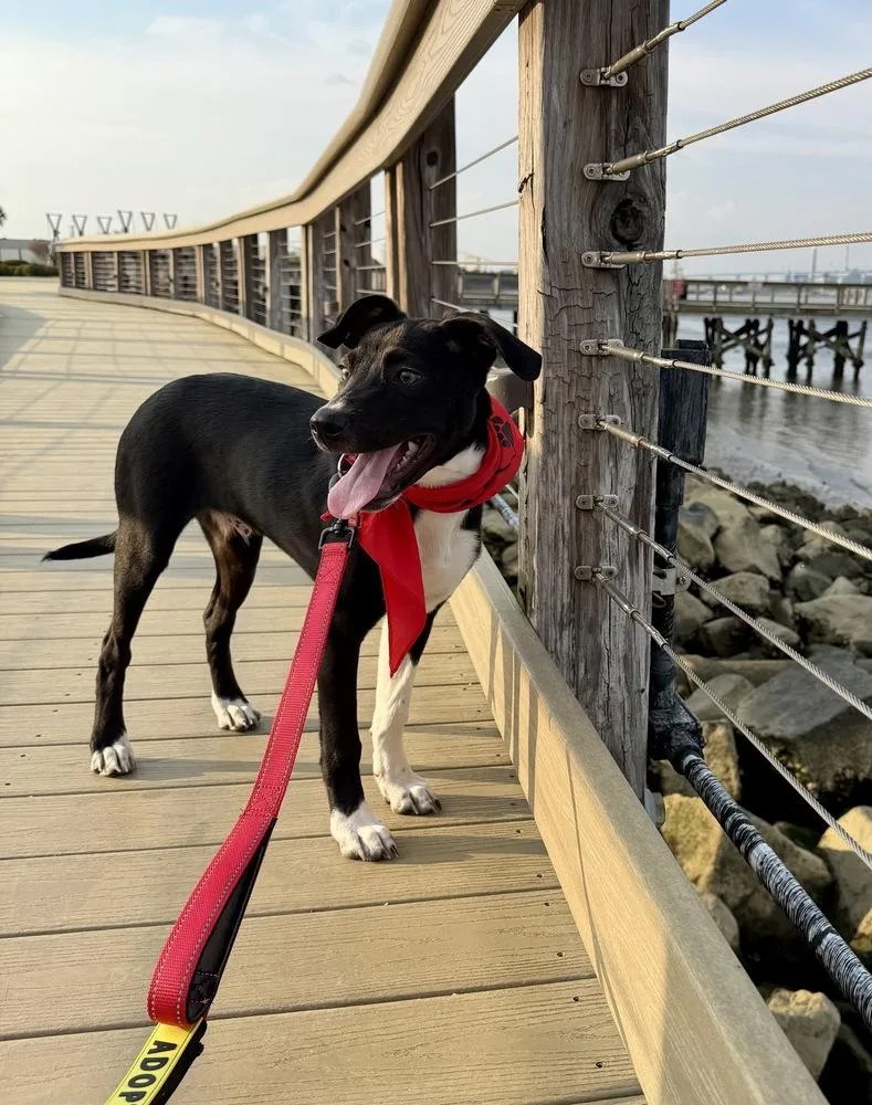 A baby large-sized male Tricolor (Brown, Black, & White) Border Collie dog named Rizzo for adoption in Greenlawn, NY