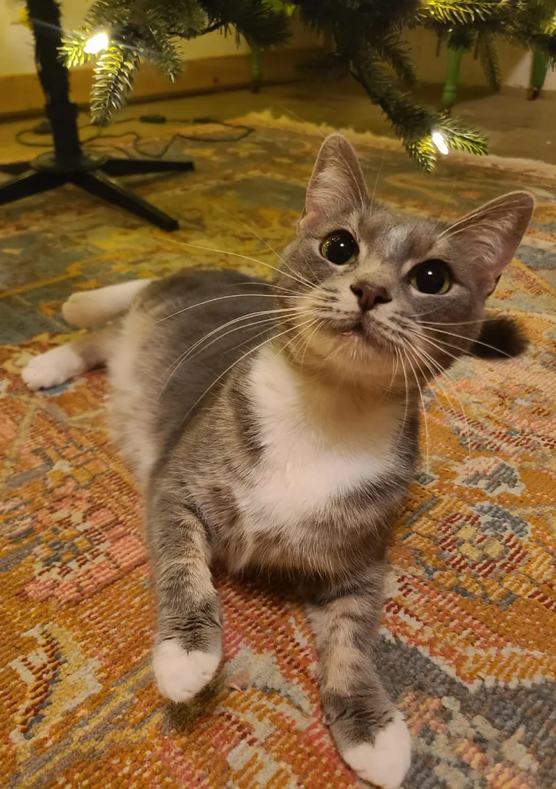A young medium-sized female Gray & White Domestic Short Hair cat named Gypsy for adoption in Ellijay, GA