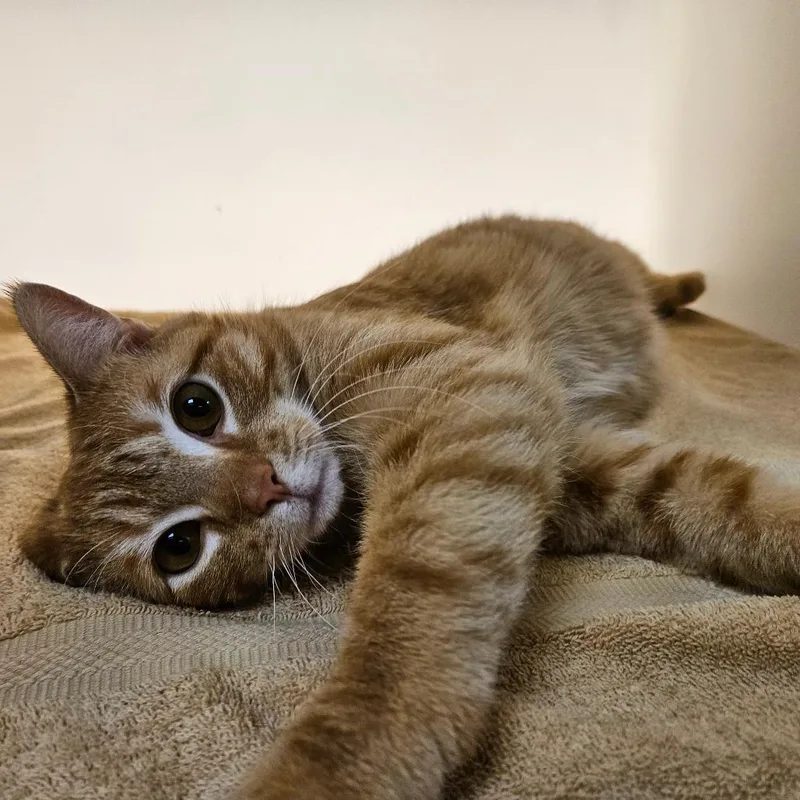 A young large-sized male Orange / Red Domestic Short Hair cat named Julius for adoption in Harrisonburg, VA