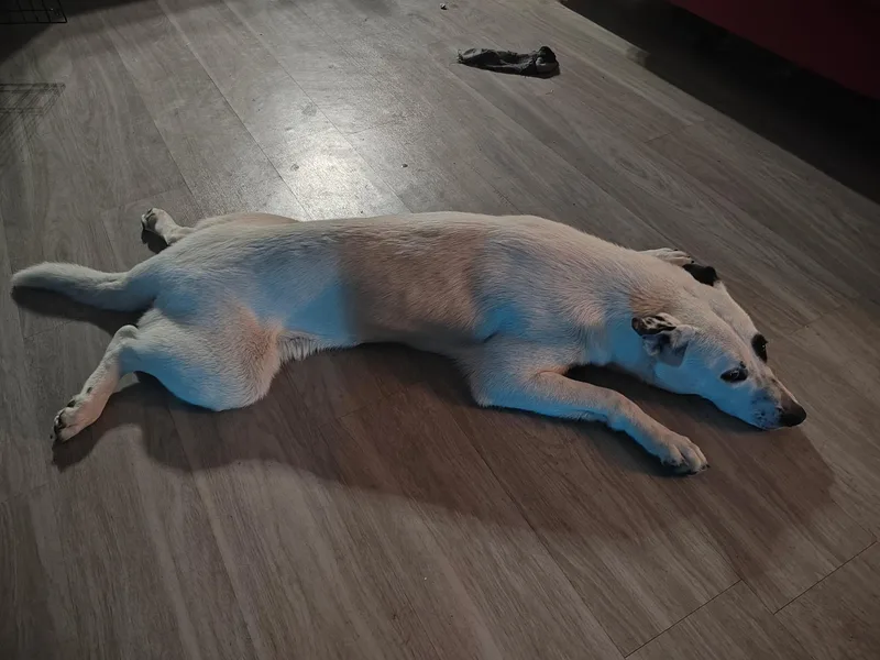 Sunshine thumbnail 3