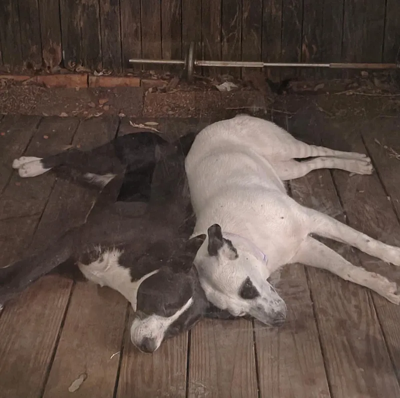 Sunshine thumbnail 5