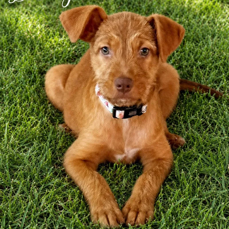 A baby medium-sized female Golden Wirehaired Terrier dog named Dolly for adoption in Park Forest, IL