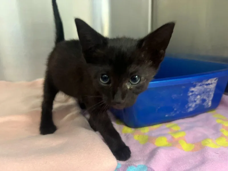 A baby small-sized male Black Domestic Short Hair cat named Skipper for adoption in Raleigh, NC