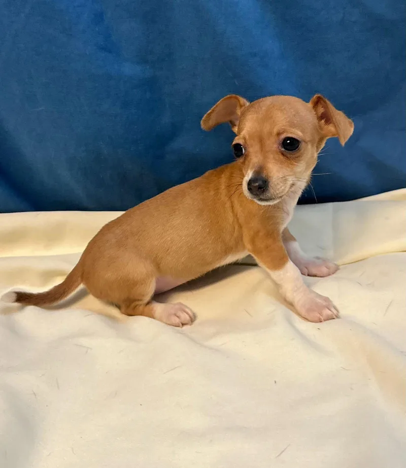 A baby small-sized female Chihuahua dog named Dora for adoption in Margate, FL