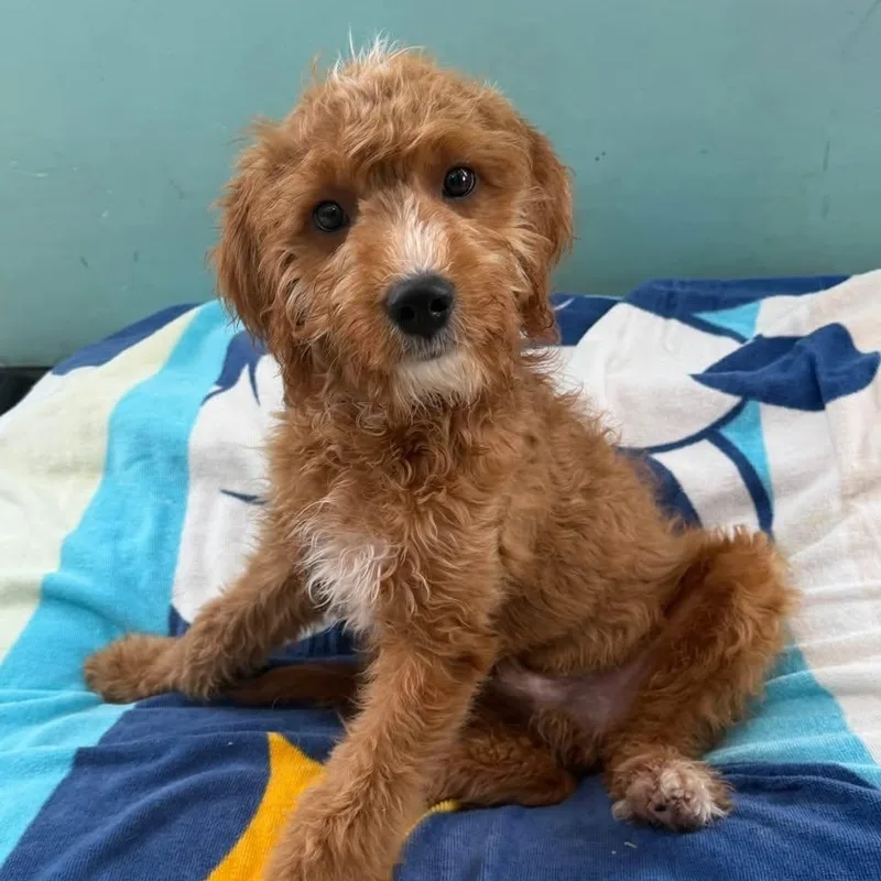 A baby medium-sized male Goldendoodle dog named Lionheart for adoption in Ozone Park, NY
