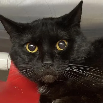 An adult small-sized male Domestic Short Hair cat named Apple Jack for adoption in Cincinnati, OH