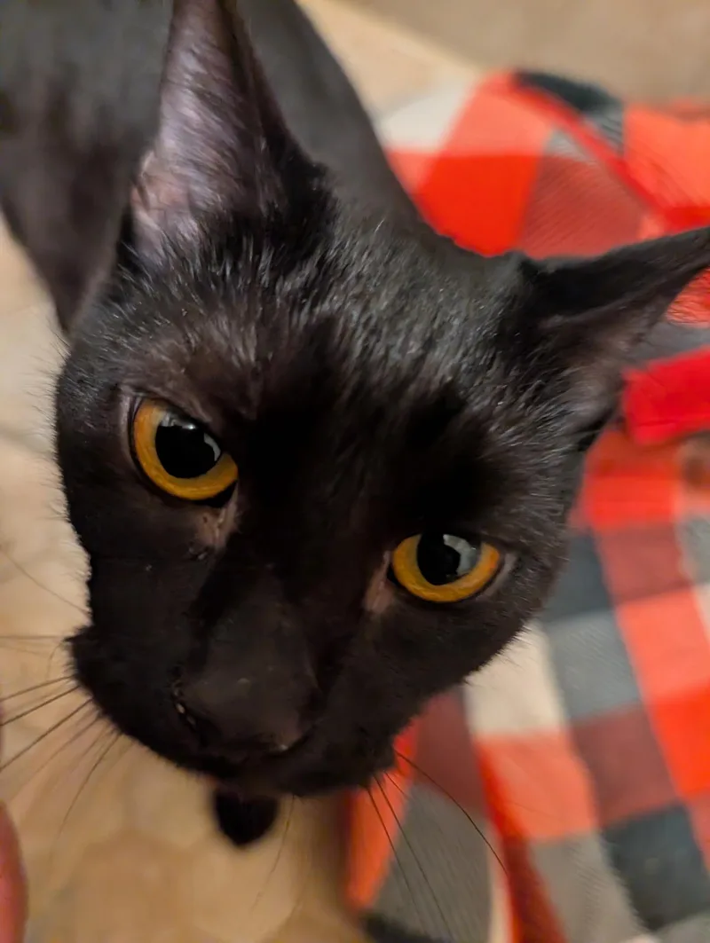 Tirzah