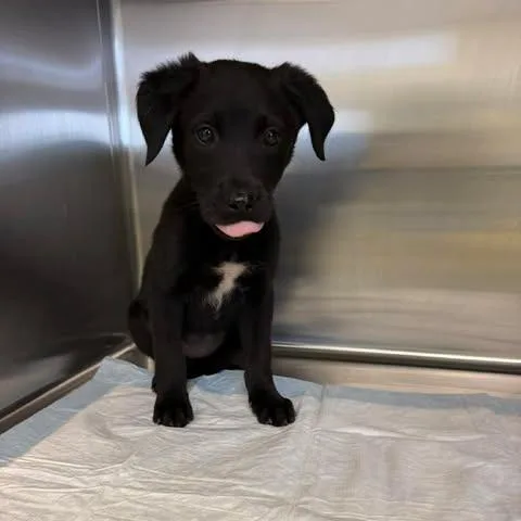 A baby small-sized female Black Shepherd dog named Gigi for adoption in Bastrop, TX
