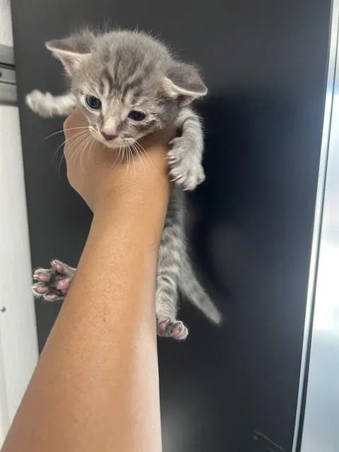 A baby small-sized male Domestic Short Hair cat named Teriyaki for adoption in San Bernardino, CA