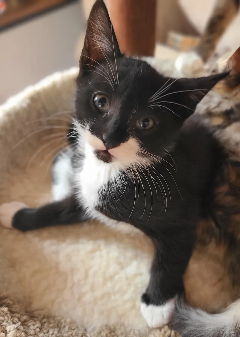 A baby large-sized male Black & White / Tuxedo Domestic Short Hair cat named Cowboy for adoption in Hudson, NY