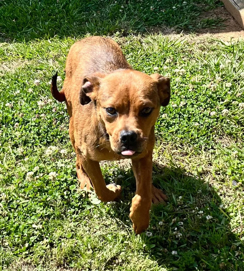 A young small-sized female Boxer dog named Hazel for adoption in Appling, GA