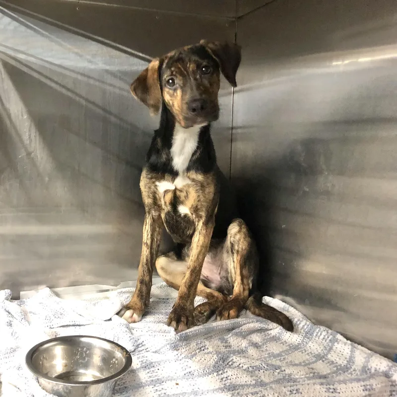 A baby medium-sized female Brown / Chocolate Mixed Breed dog named Pam for adoption in Parma, OH