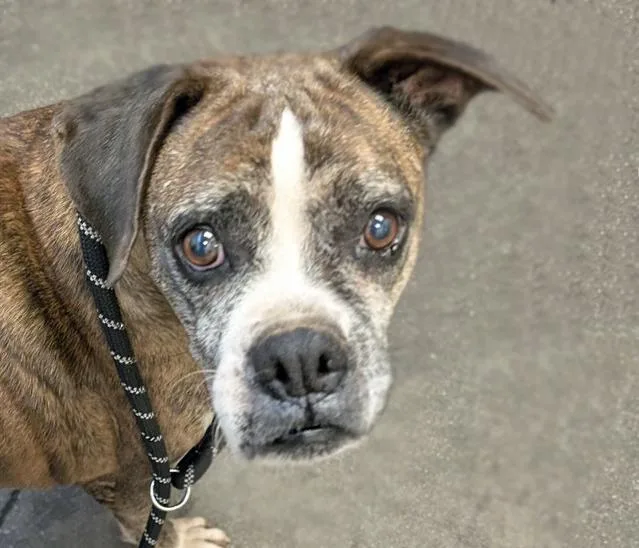 An adult large-sized female Boxer dog named Bridgit for adoption in Tucson, AZ