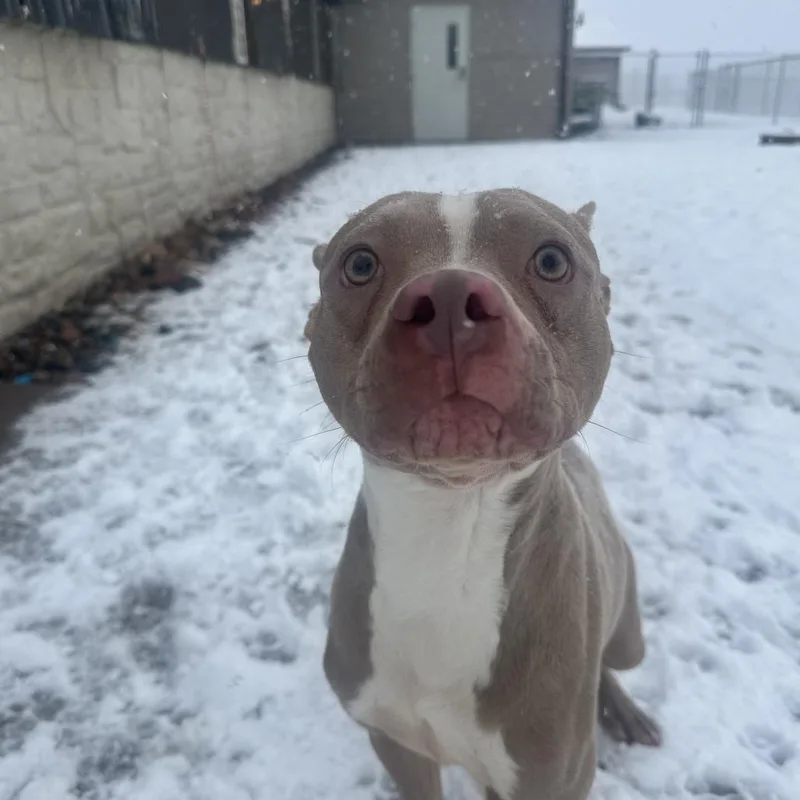A young medium-sized male Pit Bull Terrier dog named Apple Pie for adoption in Chippewa Falls, WI