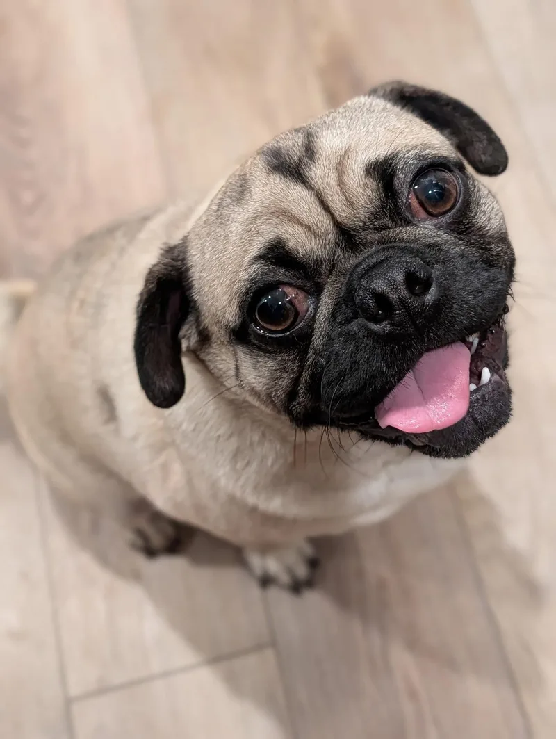 Frank