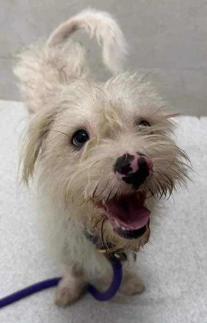 An adult medium-sized male Mixed Breed dog named Flurry for adoption in Honolulu, HI