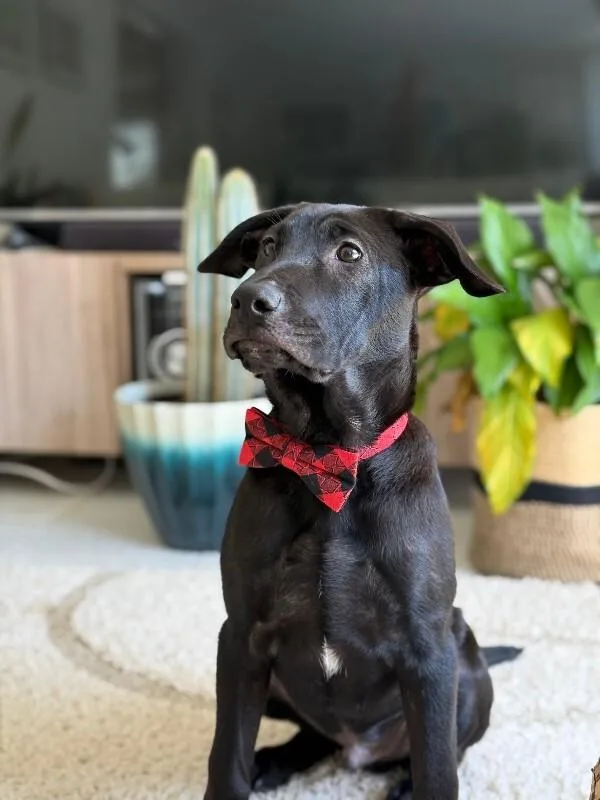 An adult medium-sized male Black Labrador Retriever dog named Rolo for adoption in Houston, TX