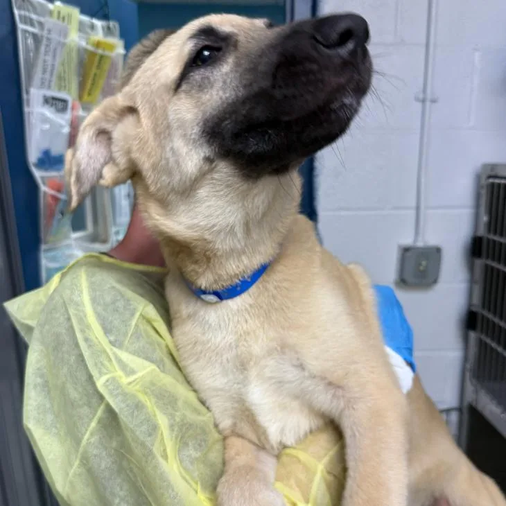 A baby medium-sized male Yellow / Tan / Blond / Fawn Labrador Retriever dog named Phillip for adoption in Hattiesburg, MS