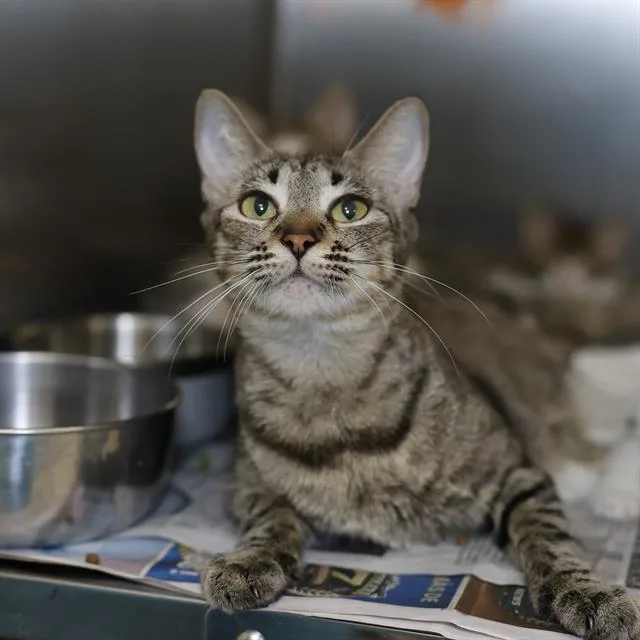 A young medium-sized female Domestic Short Hair cat named Tiny for adoption in San Antonio, TX