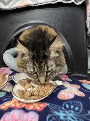 An adult large-sized female Domestic Long Hair cat named Cardi for adoption in Shawano, WI