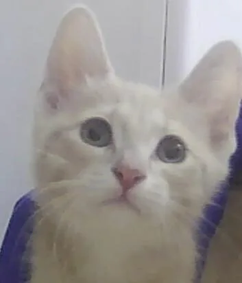 A baby small-sized male Domestic Short Hair cat named Swiss for adoption in Anoka, MN