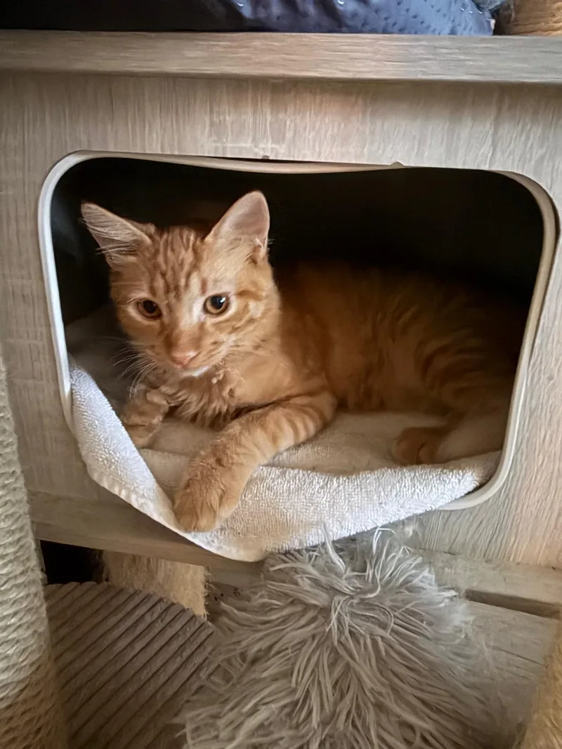 A baby medium-sized male Tabby (Orange / Red) Domestic Medium Hair cat named Golden for adoption in Franklin, MA