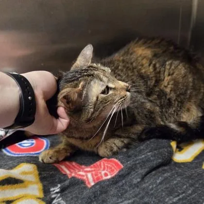 An adult medium-sized female Domestic Short Hair cat named Phoebe for adoption in Westland, MI