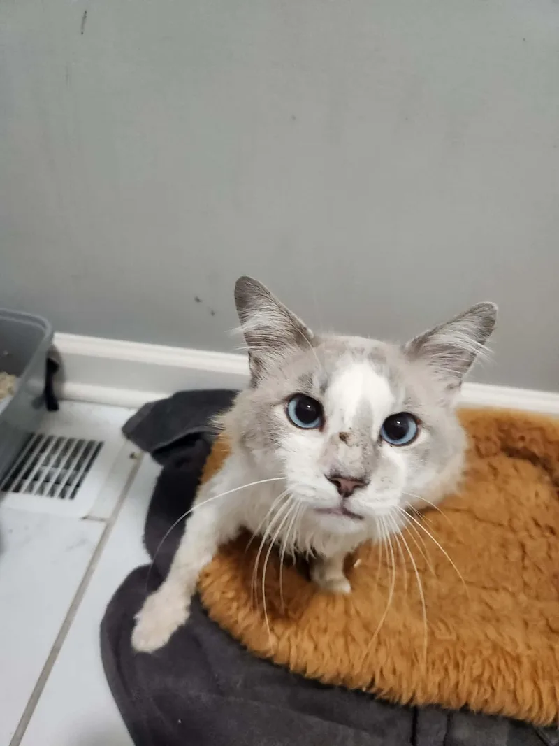 A senior medium-sized male Ragdoll cat named Bennie for adoption in Charlotte, NC