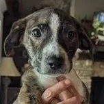 A baby small-sized female Brindle Mixed Breed dog named Raven for adoption in South Portland, ME