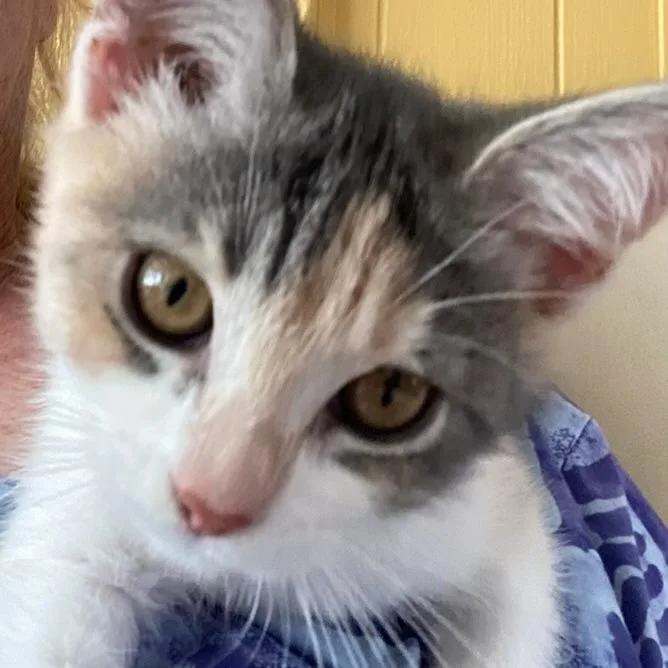 A baby small-sized female Calico Domestic Short Hair cat named Olive for adoption in Talent, OR