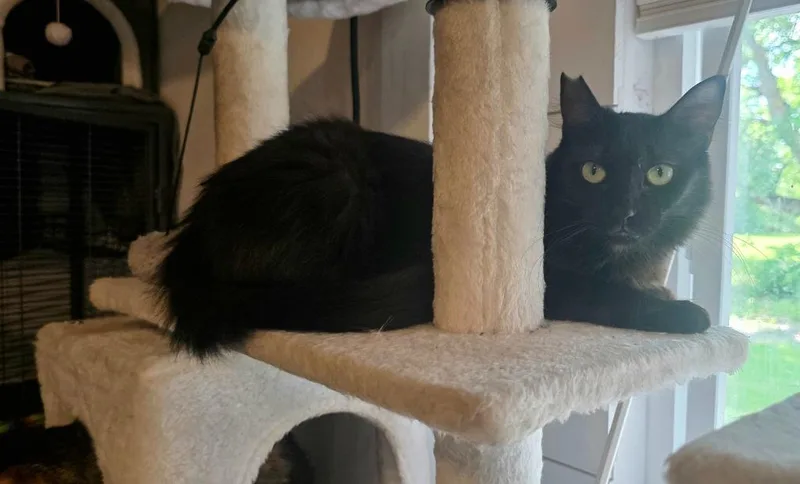 A baby medium-sized female Domestic Long Hair cat named Viva La Velvet for adoption in Miami, OK