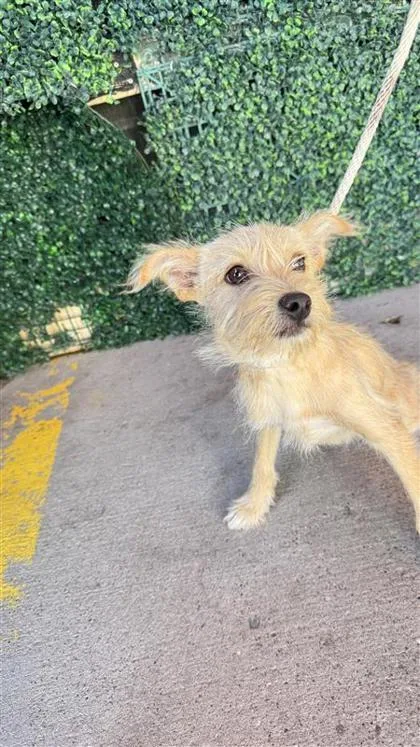 A young medium-sized male Yellow / Tan / Blond / Fawn Terrier dog named 61121494 for adoption in El Paso, TX