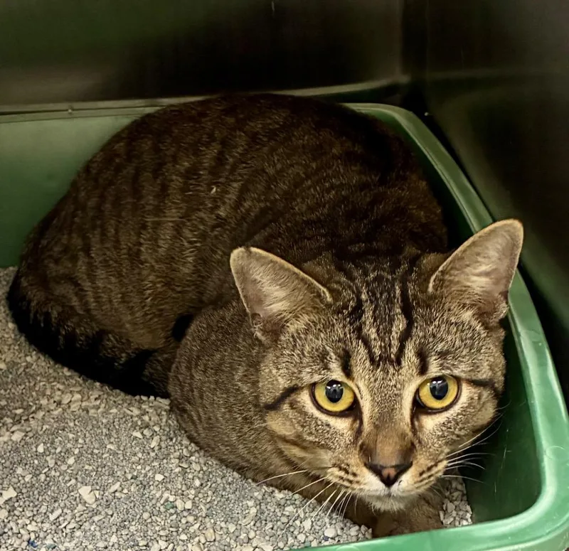 A young medium-sized male Domestic Short Hair cat named Twix  Ac for adoption in Greeneville, TN