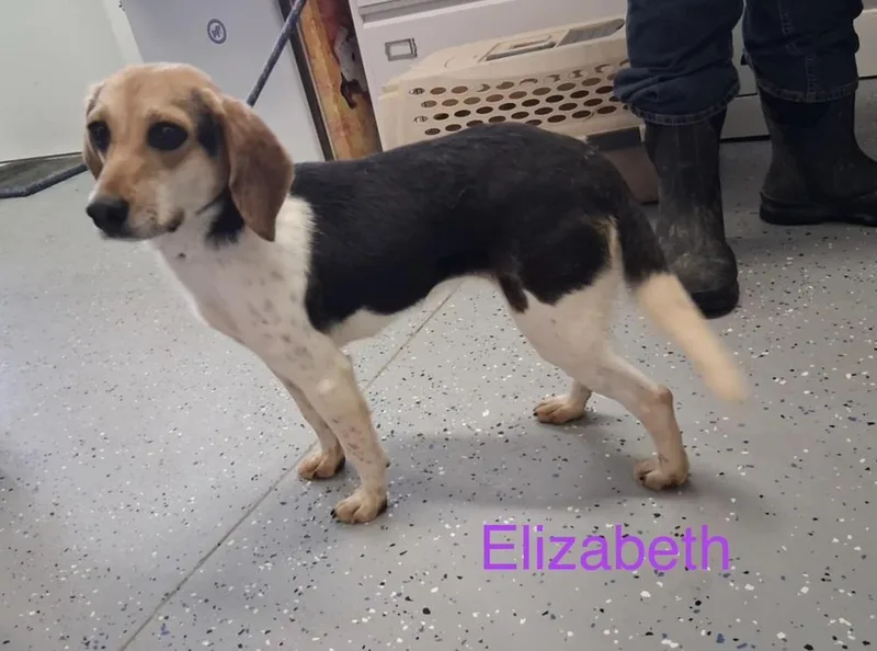 An adult small-sized female Tricolor (Brown, Black, & White) Beagle dog named Elizabeth for adoption in Irwin, PA