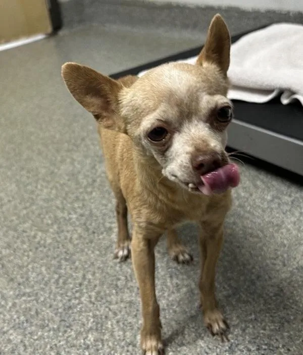 Chiquita