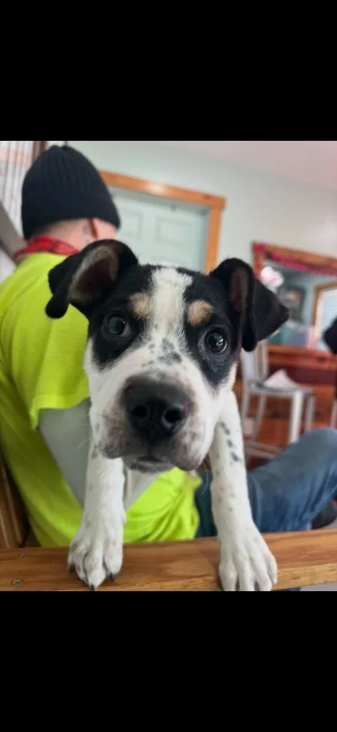 A baby small-sized male Mixed Breed dog named Boots for adoption in Lawrenceburg, TN