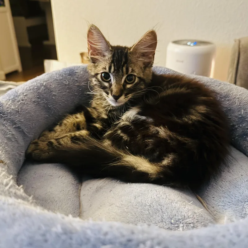 A baby medium-sized male Tabby (Brown / Chocolate) Domestic Long Hair cat named Max for adoption in Sacramento, CA
