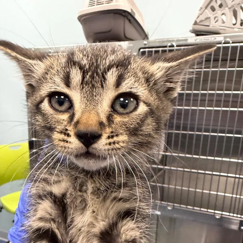 A baby small-sized male Black Domestic Short Hair cat named Ruby for adoption in Greensboro, NC