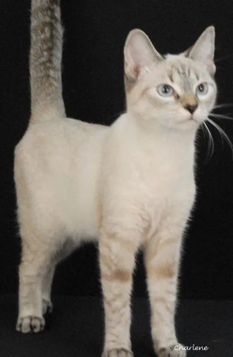 A young medium-sized female Domestic Short Hair cat named Nee Doh for adoption in Newland, NC