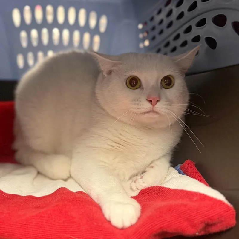 An adult large-sized female Domestic Short Hair cat named Lulu for adoption in Perkiomenville, PA