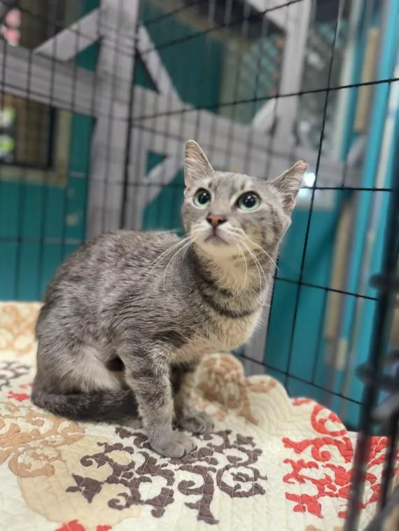 A young medium-sized female Tabby (Gray / Blue / Silver) Domestic Short Hair cat named Twinkle for adoption in Chicago, IL