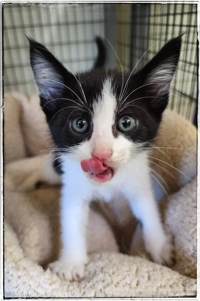 A young small-sized female Domestic Short Hair cat named Starfish for adoption in Gold Beach, OR