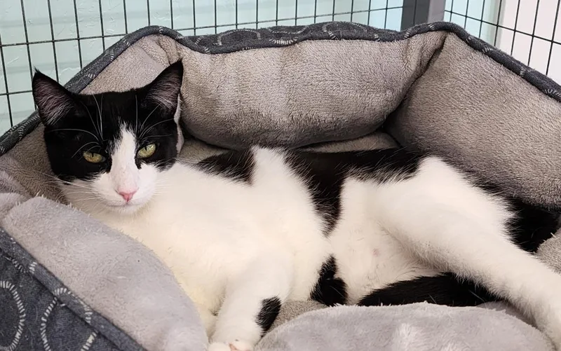 Starfish thumbnail 2