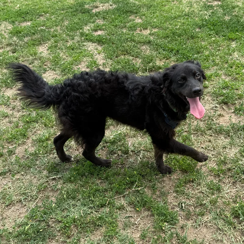A young medium-sized male Black Border Collie dog named Sam for adoption in Baldwin, MD