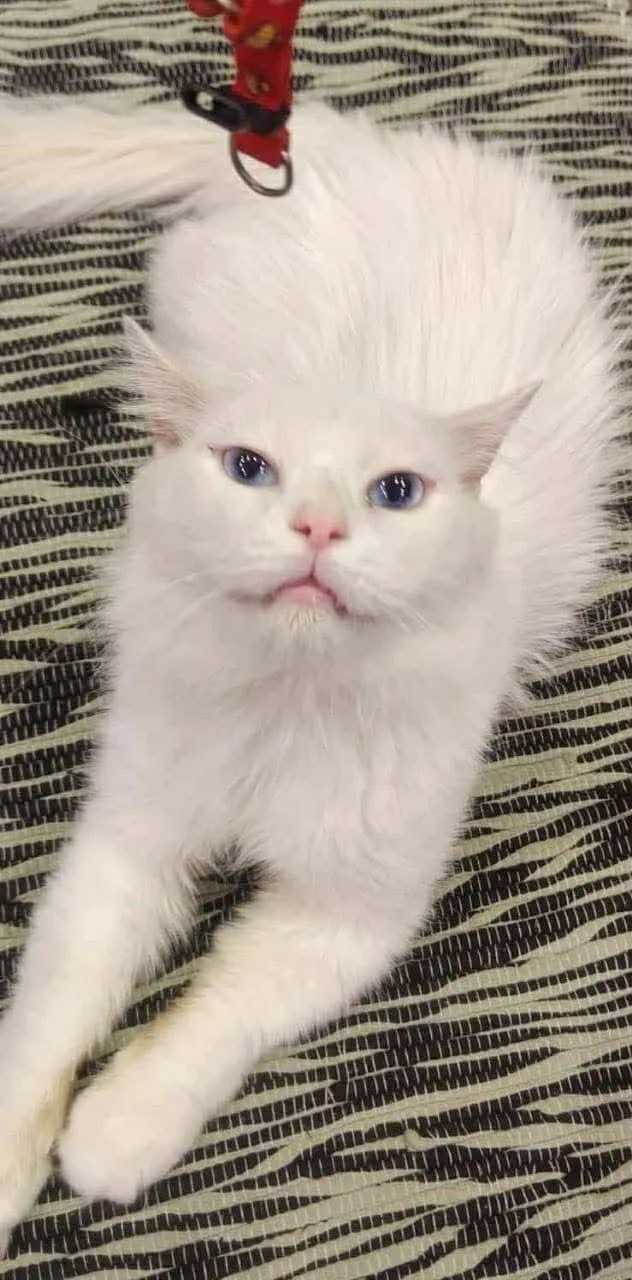 An adult medium-sized male White Persian cat named Jeremiah for adoption in Woodmere, NY