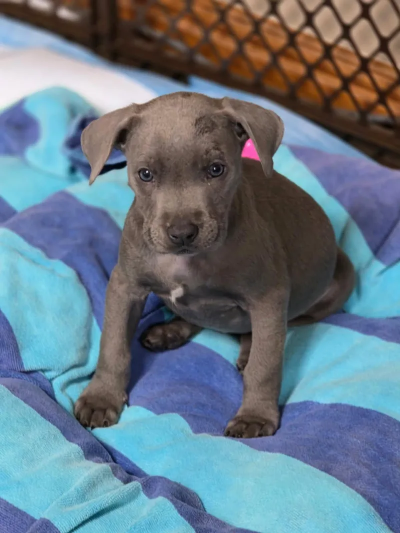 A baby medium-sized male Gray / Blue / Silver Mixed Breed dog named Sterling for adoption in Orland Park, IL